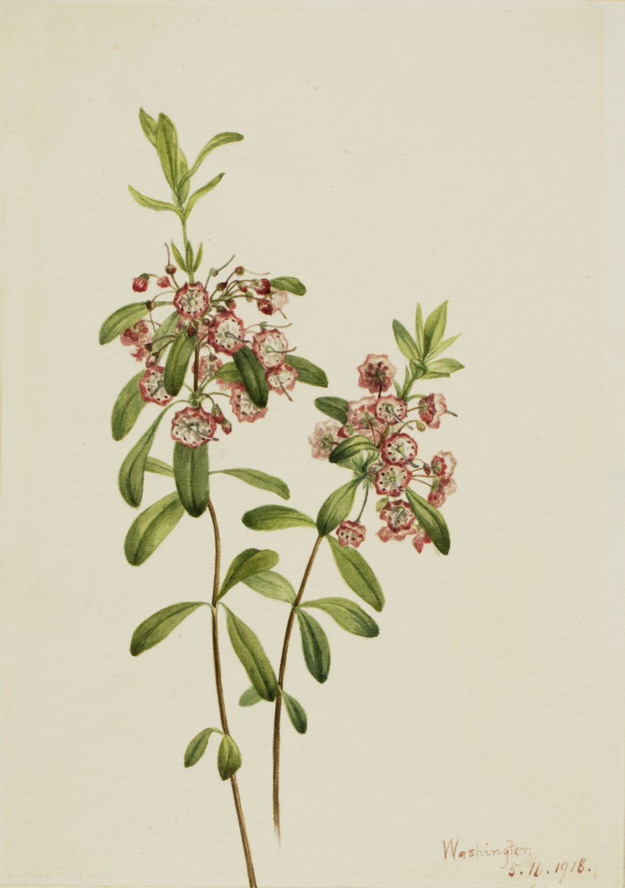 Lambkill Kalmia angustifolia, 1918. av Mary Vaux Walcott