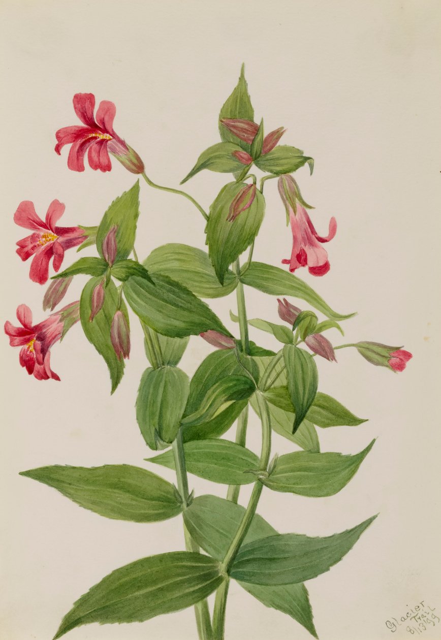 Lewis Monkey Flower Mimulus lewisii, 1899. av Mary Vaux Walcott