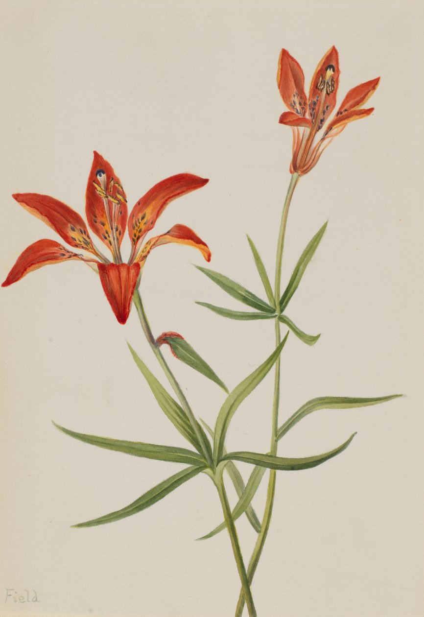 Lily Fjelllilje, ca. 1900-1920. av Mary Vaux Walcott