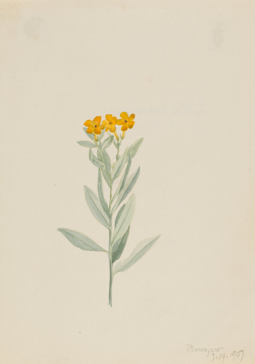Lithospermum canescens, 1907. av Mary Vaux Walcott