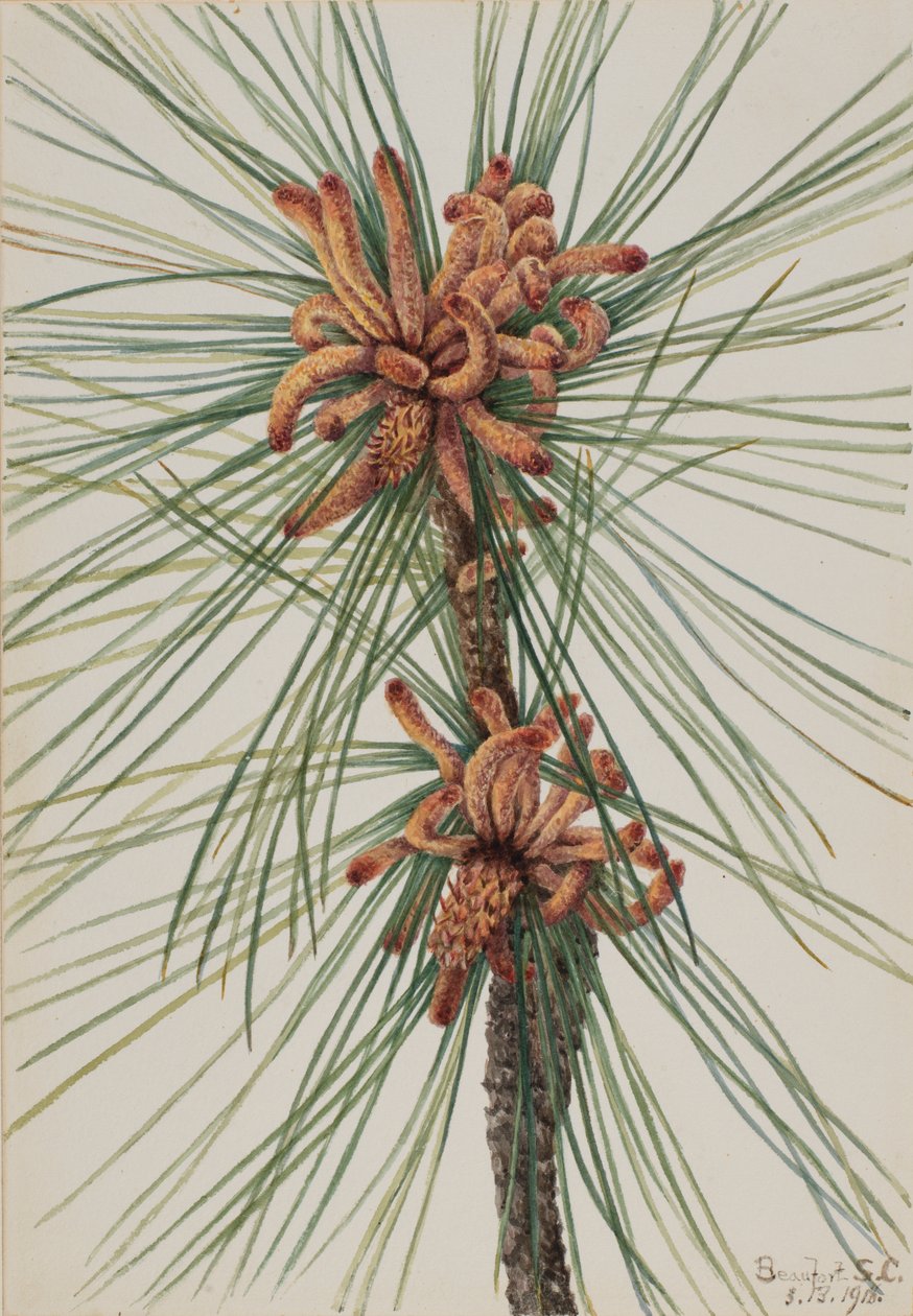 Pin Loblolly Pinus taeda, 1918. Norvegian av Mary Vaux Walcott