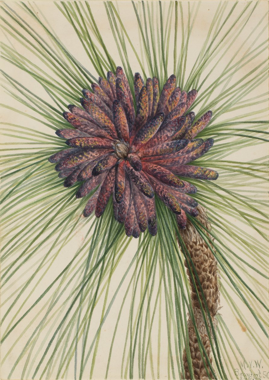 Langbladet furu Pinus palustris, 1929. av Mary Vaux Walcott