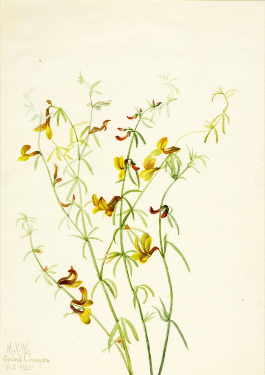 Lotus puberulus, 1935. av Mary Vaux Walcott