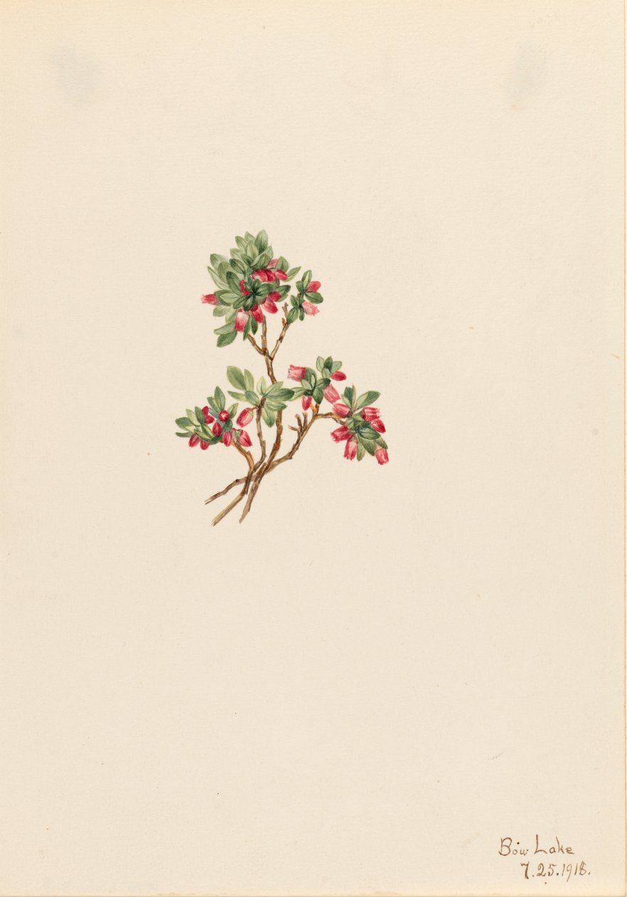 Low Whortleberry Vaccinium caespitosum, 1918. av Mary Vaux Walcott