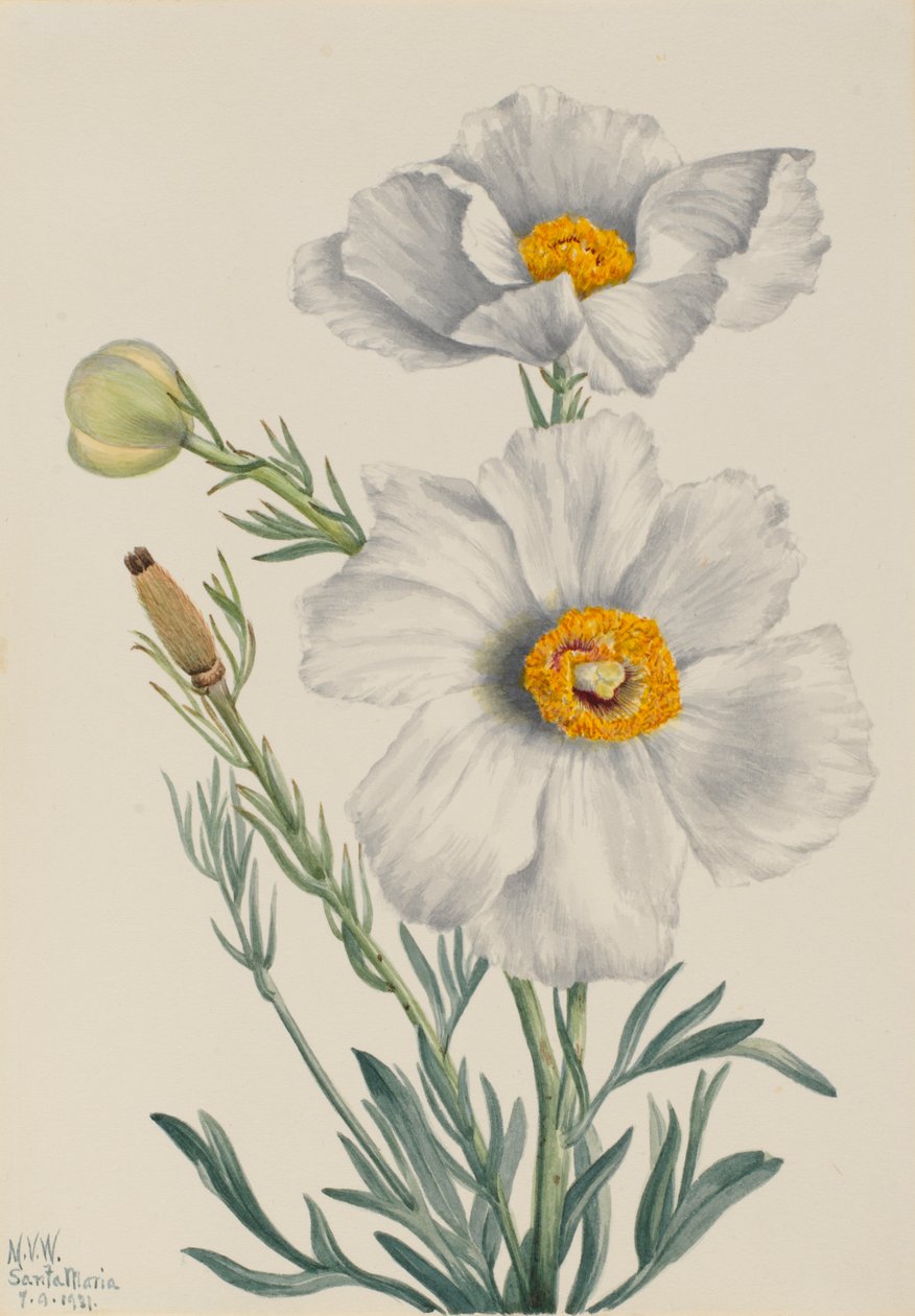 Matilija Poppy Romney coulteri, 1931. av Mary Vaux Walcott