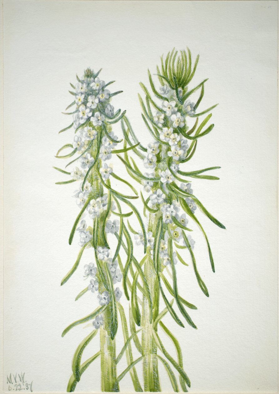 Miner's Candle Oreocarya virgata, 1937. av Mary Vaux Walcott
