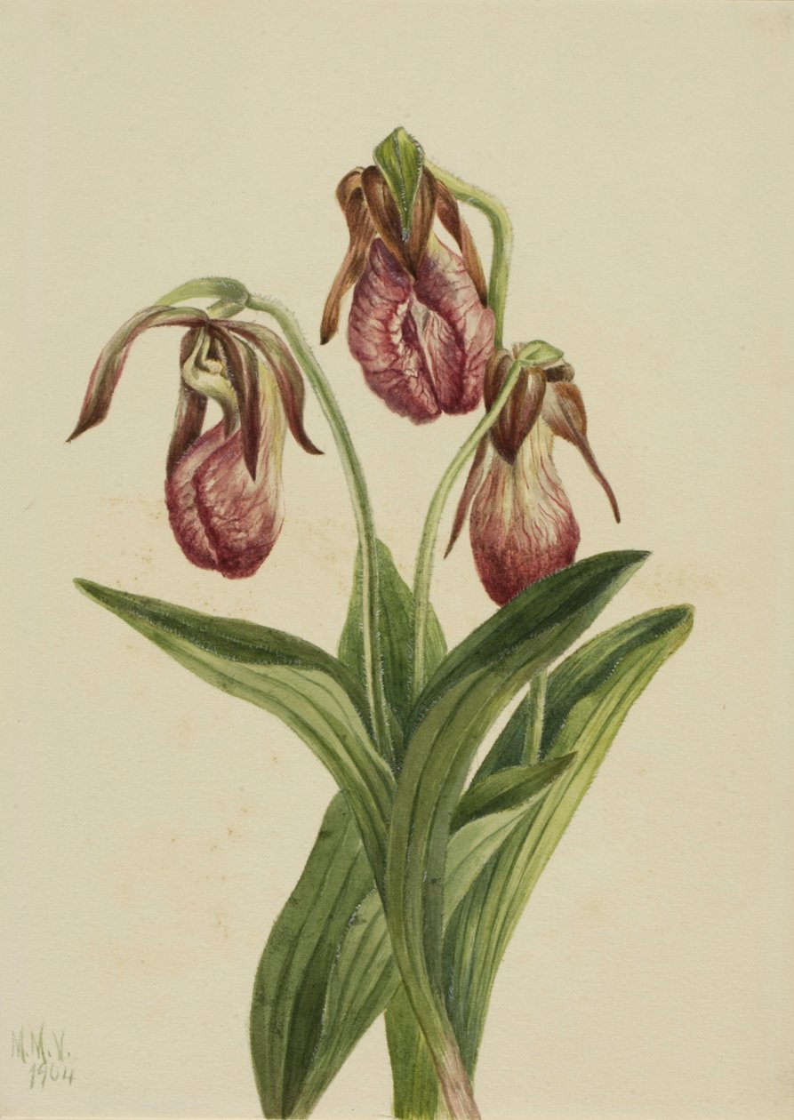 Moccasin Flower Cypripedium acaule, 1904. av Mary Vaux Walcott
