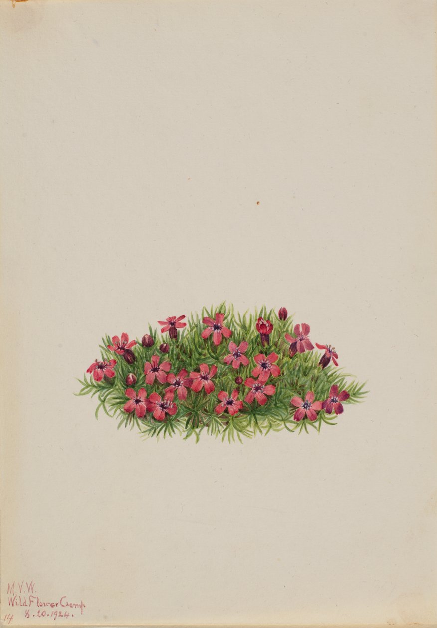 Moss Campion Silene acaulis, 1924. av Mary Vaux Walcott