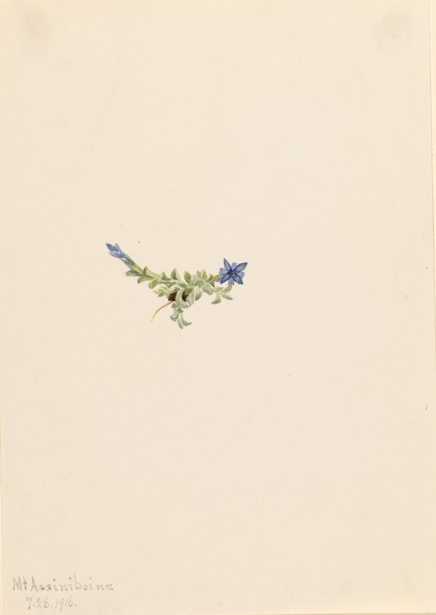 Moss Gentian Gentiana prostrata, 1916. av Mary Vaux Walcott