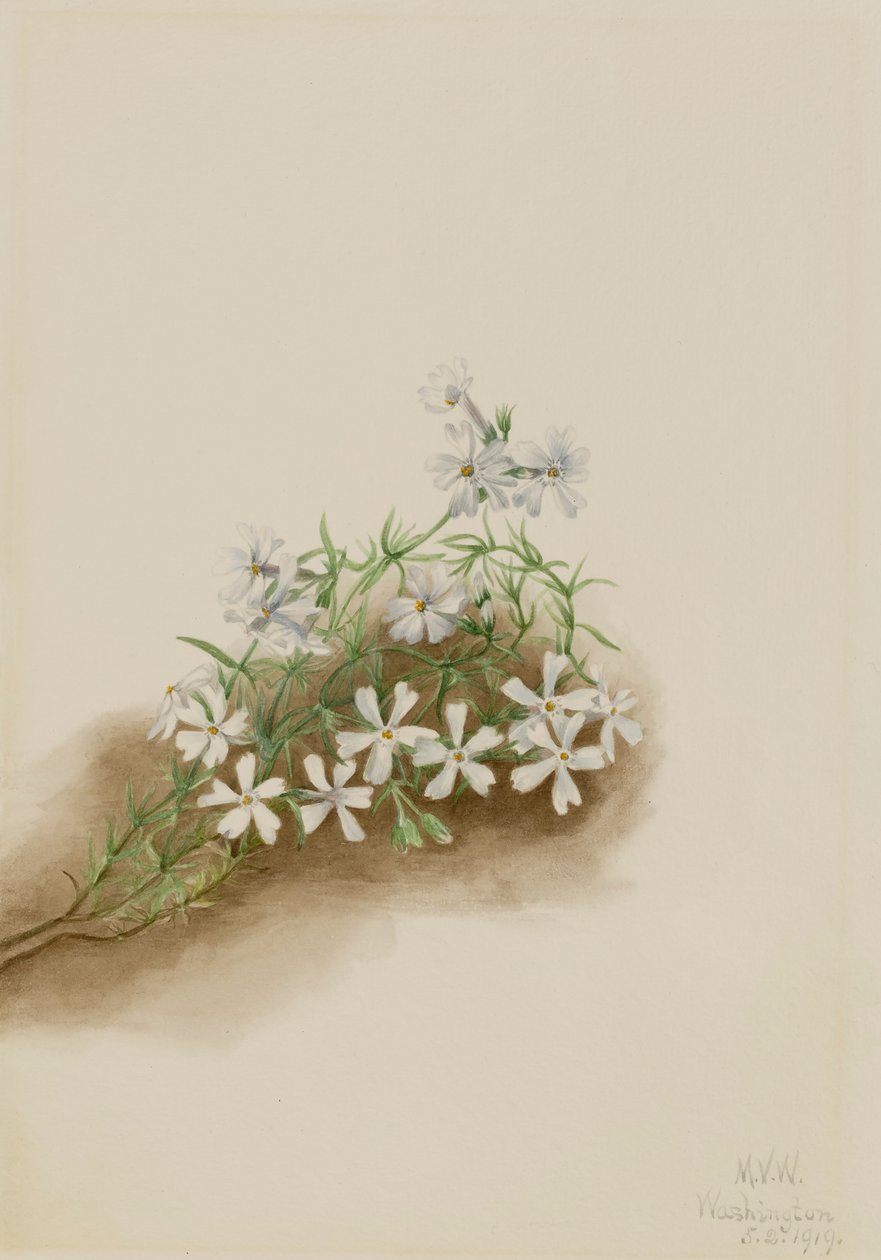 Moss Pink Phlox subulat, 1919. av Mary Vaux Walcott