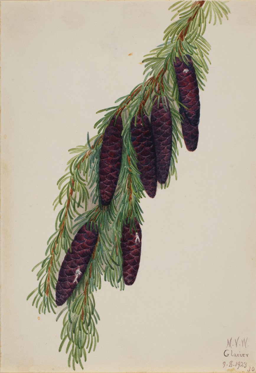 Mountain Hemlock Tsuga mertensiana, 1923. av Mary Vaux Walcott