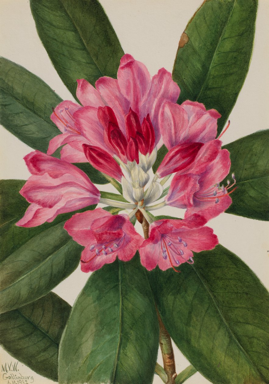 Mountain Rose-Bay Rhododendron catawbiense, 1932. av Mary Vaux Walcott