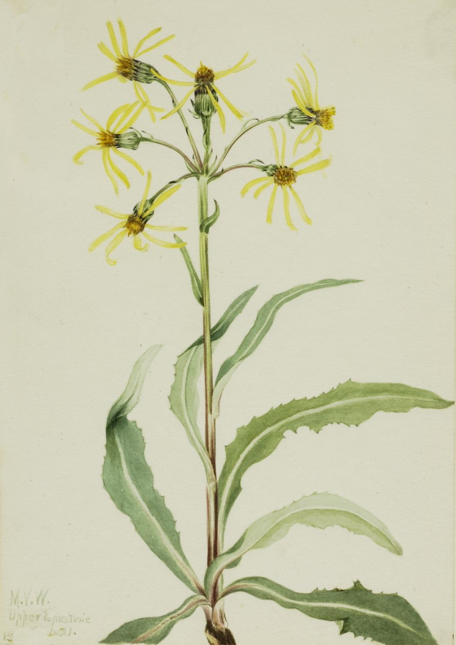 Mourning Groundsel Senecio lugens, 1921. av Mary Vaux Walcott