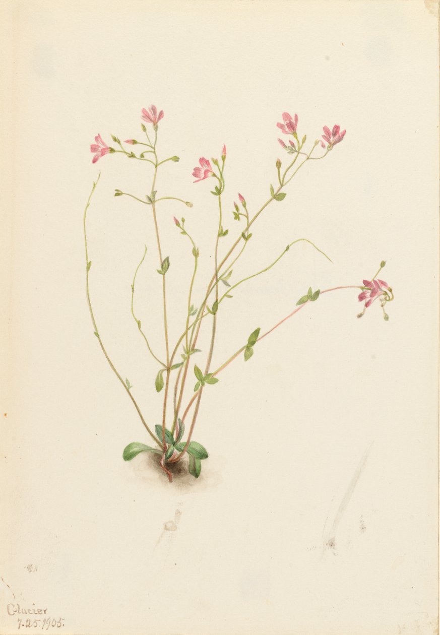 Naiad Spring Beauty Claytonia parvifolia, 1905. av Mary Vaux Walcott