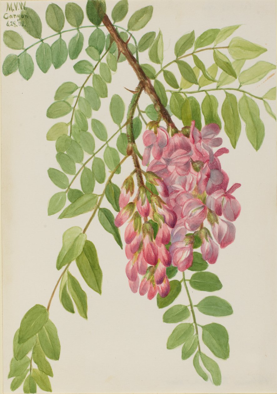 Ny meksikansk Locust Robinia neomexicana, 1938. av Mary Vaux Walcott
