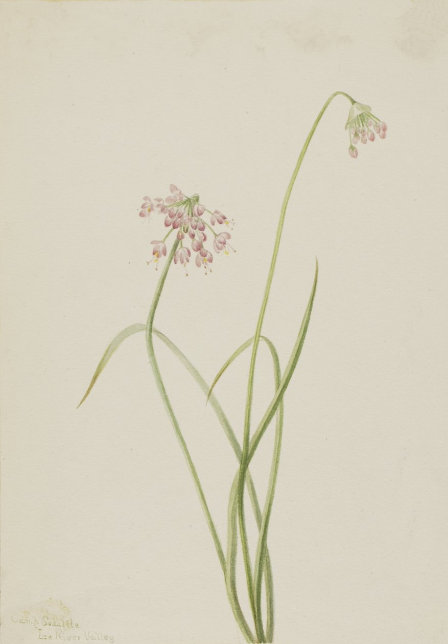 Nikkende løk Allium cernuum, 1901. av Mary Vaux Walcott
