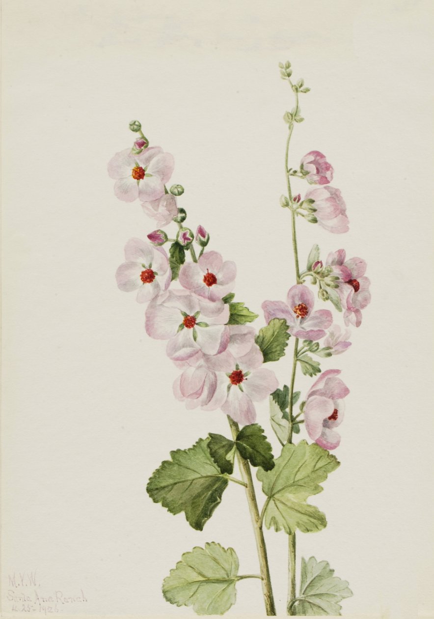 Orange-Eye Globemallow Sphaeralcea davidsonii, 1926. av Mary Vaux Walcott