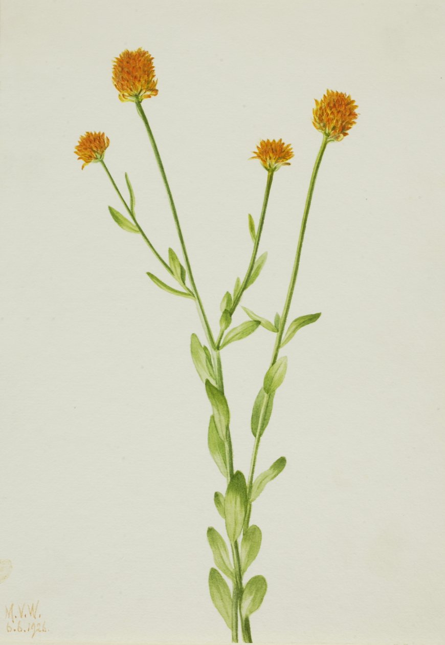 Oransje Polygala Polygala lutea, 1926. av Mary Vaux Walcott