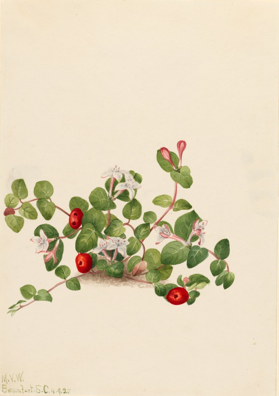 Partridgeberry Mitchella angret, 1925. av Mary Vaux Walcott
