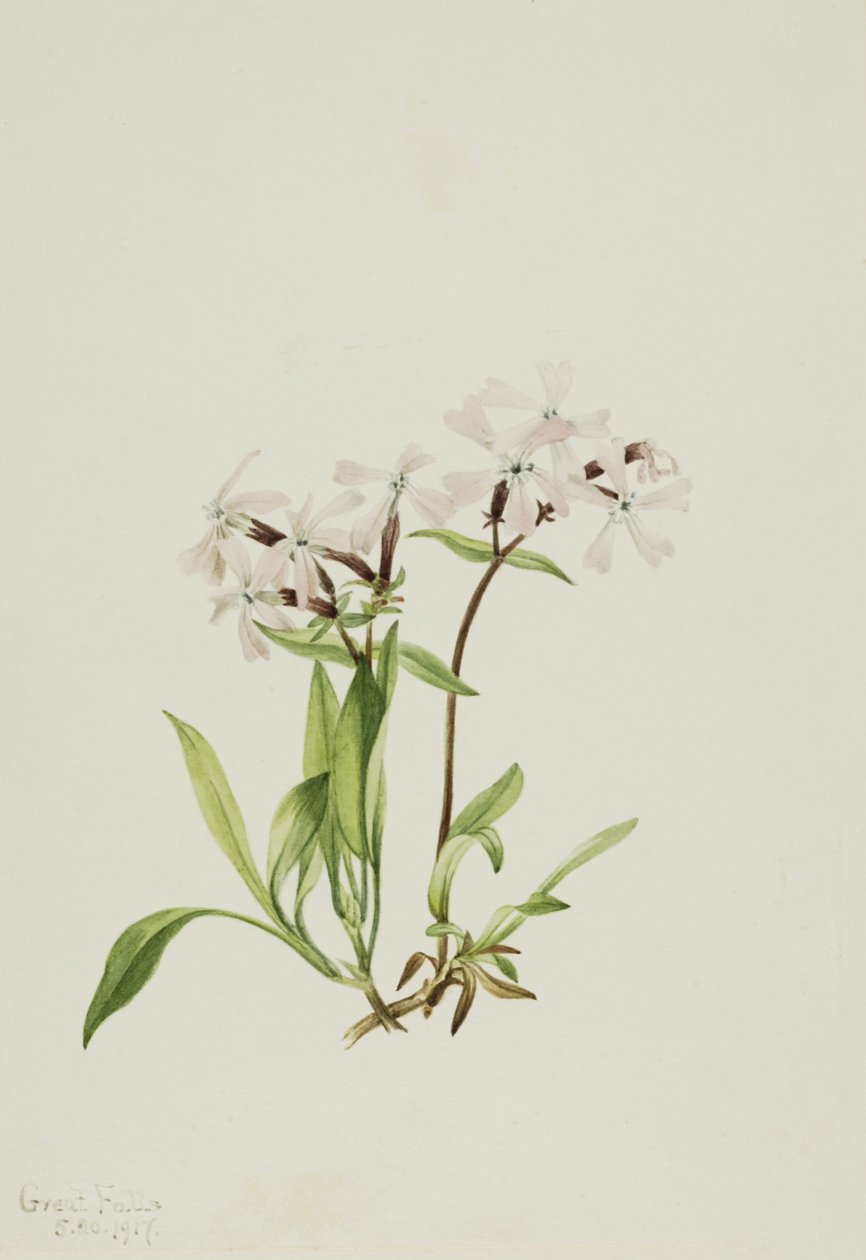 Torvrosa Silene caroliniana, 1917. av Mary Vaux Walcott