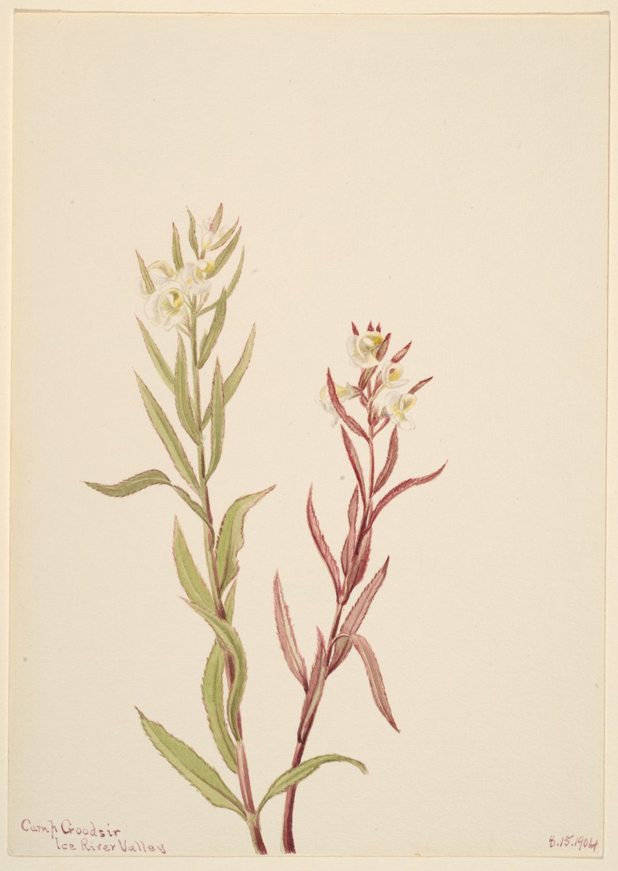 Pedicularis raremosa, 1904. av Mary Vaux Walcott