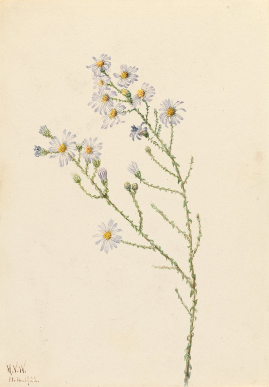 Pineland Aster Aster squarrosus, 1922. av Mary Vaux Walcott