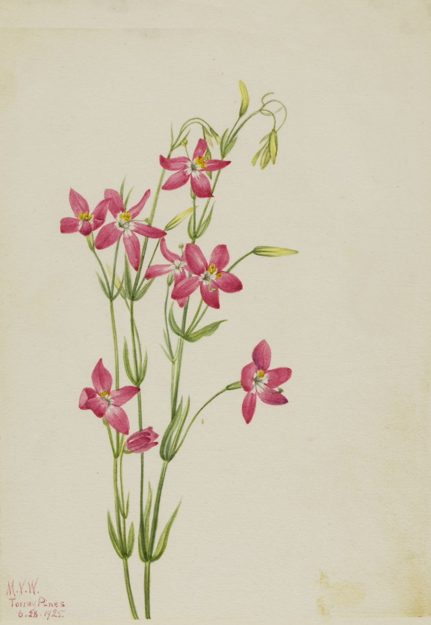 Rosa Centaurus Centaurus venustum, 1925. av Mary Vaux Walcott