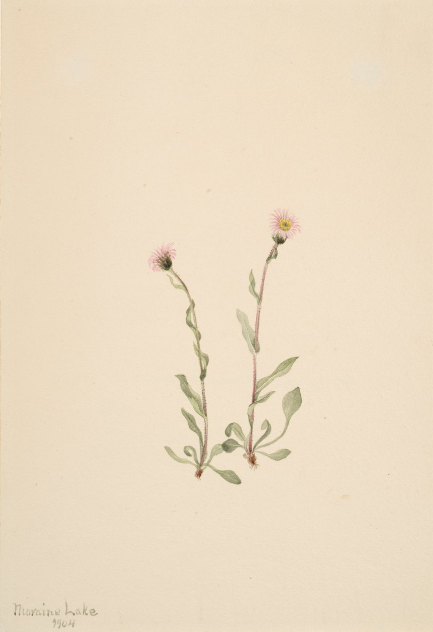 Rosa loppebane Erigeron jucundus, 1904. av Mary Vaux Walcott