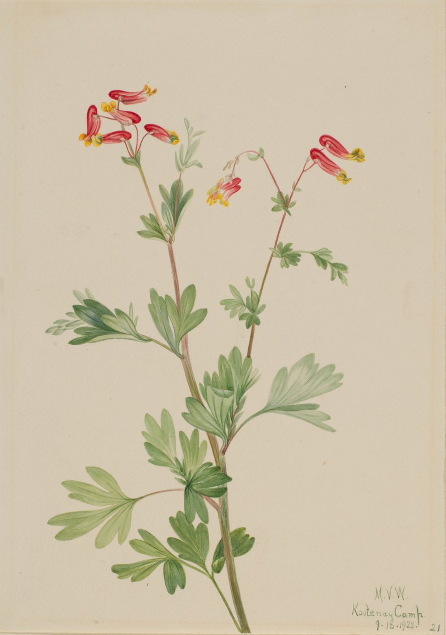 Pink Fumeroot Capnoides sempervirens, 1922. av Mary Vaux Walcott