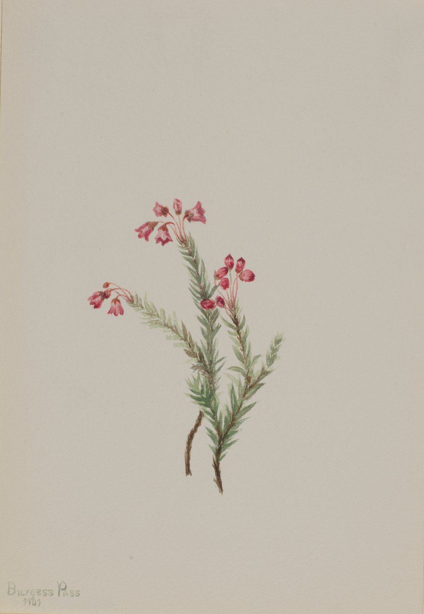 Rosa lyng Phyllodoce empetriformis, 1901. av Mary Vaux Walcott