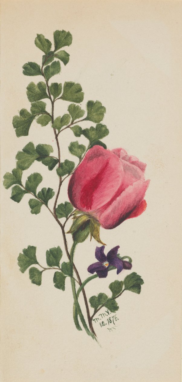 Rosa rose med fiolett, 1876. av Mary Vaux Walcott