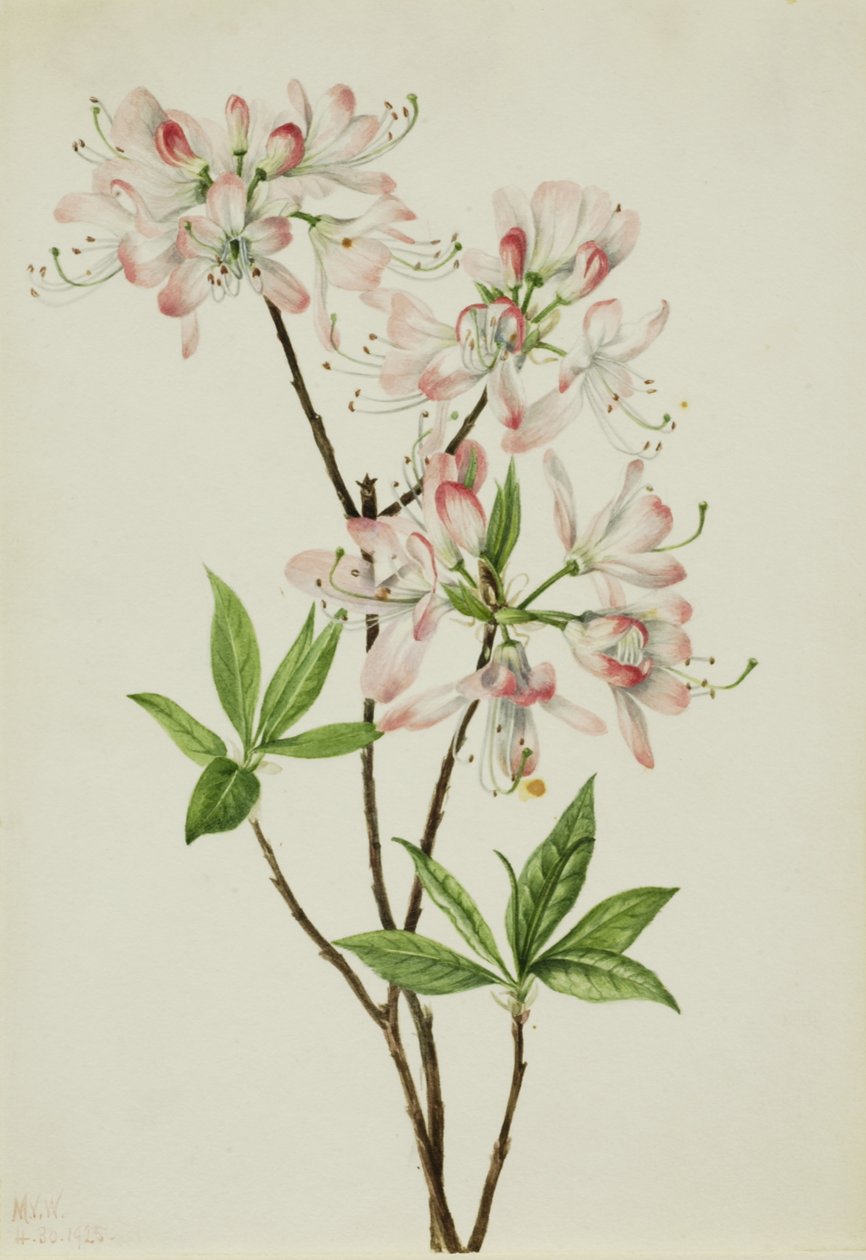 Pinkshell Azalea Azalea vaseyi, 1925. av Mary Vaux Walcott