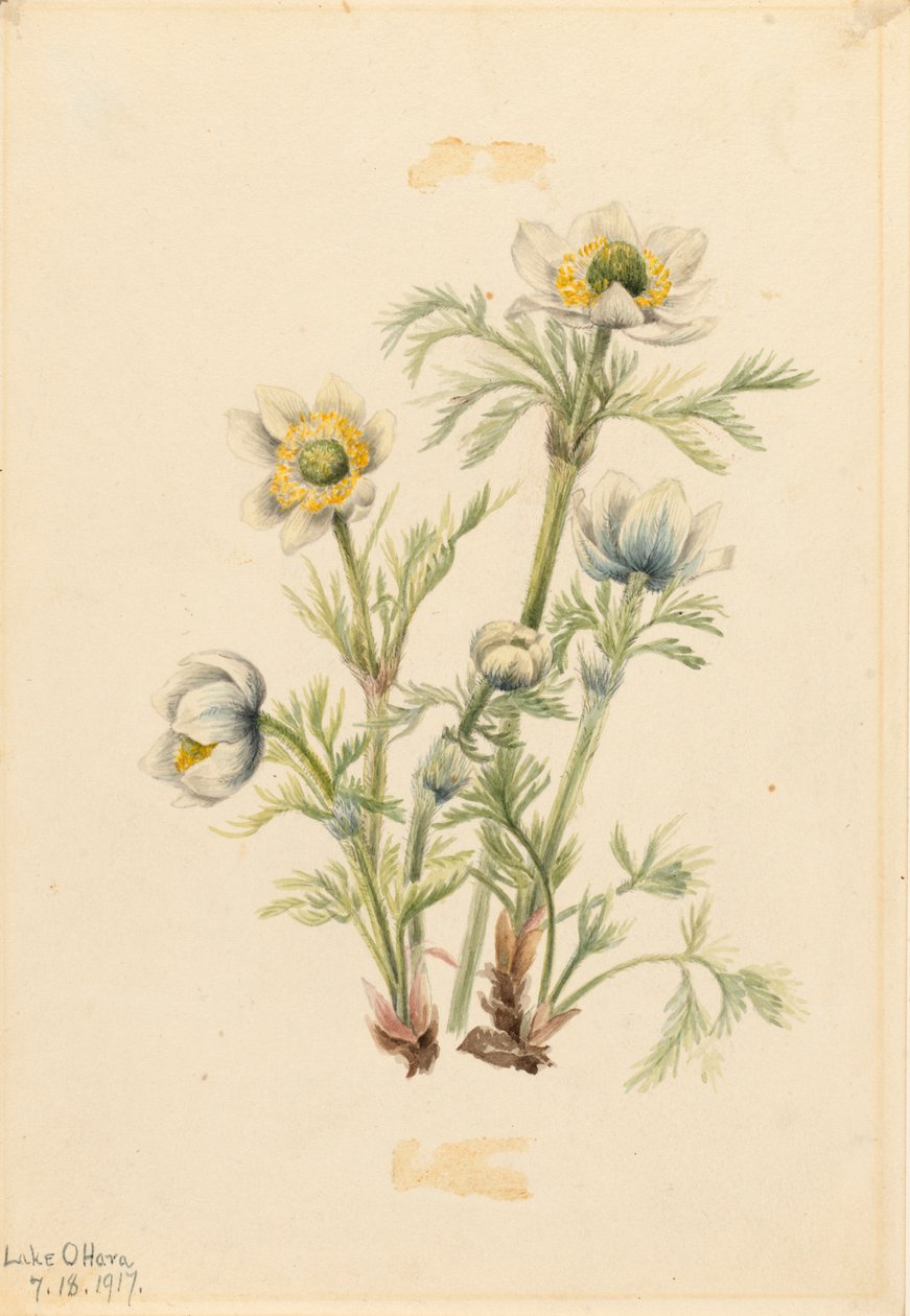 Plume Anemone Pulsatilla occidentalis, 1917. av Mary Vaux Walcott