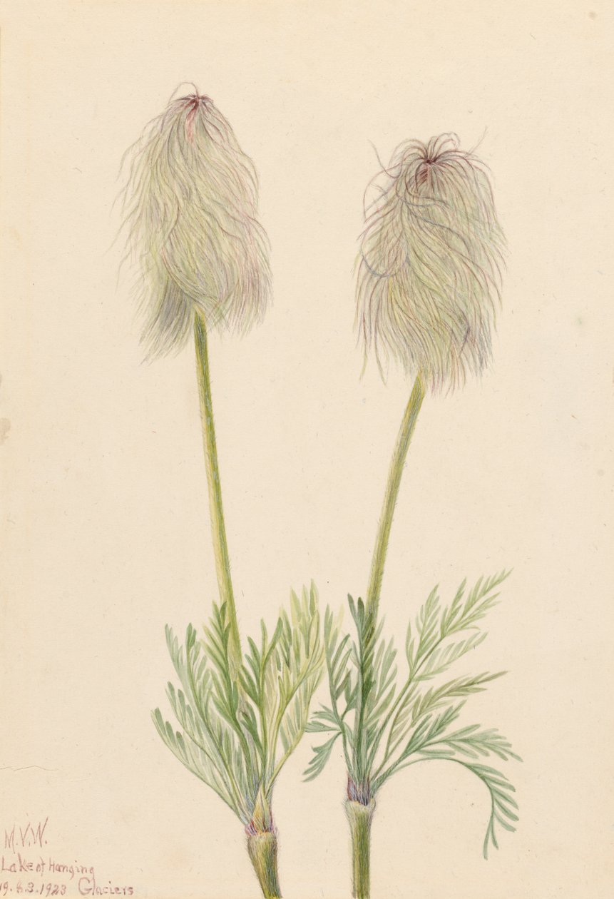 Plume Anemone Pulsatilla occidentalis, 1923. av Mary Vaux Walcott