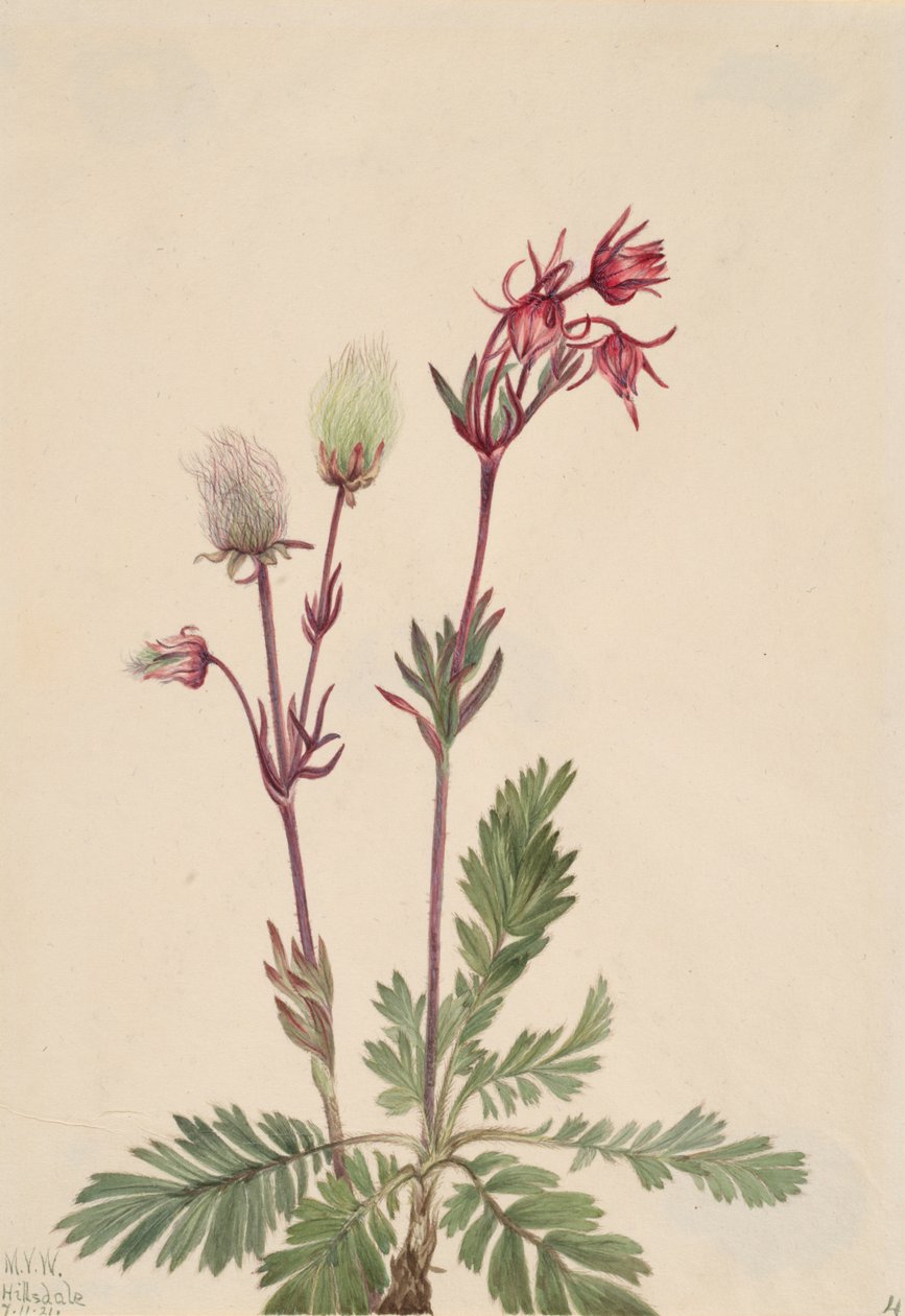Prairie-Smoke Sieversia ciliata, 1921. av Mary Vaux Walcott