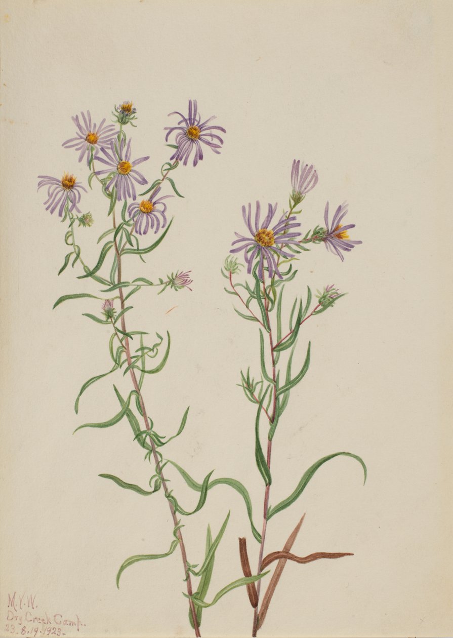 Prairie Aster Aster campestris, 1923. av Mary Vaux Walcott