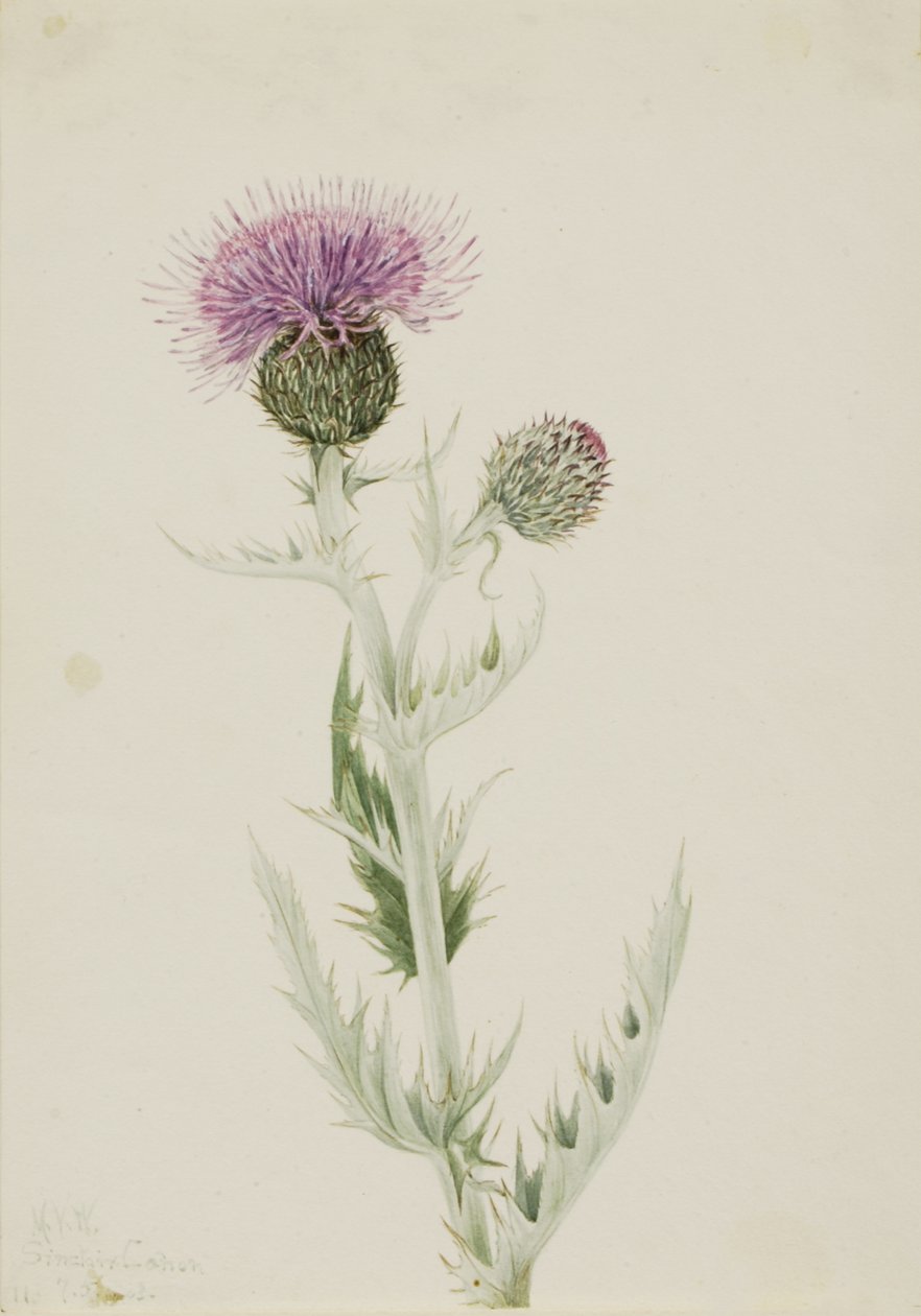 Prairie Thistle Cirsium undulatum, 1923. av Mary Vaux Walcott