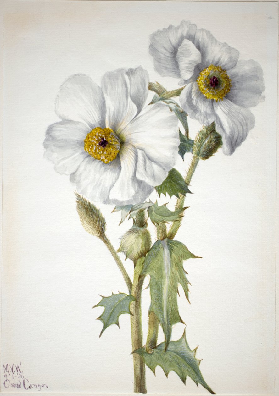 Prickly Poppy Argemone hispeda, 1936. av Mary Vaux Walcott
