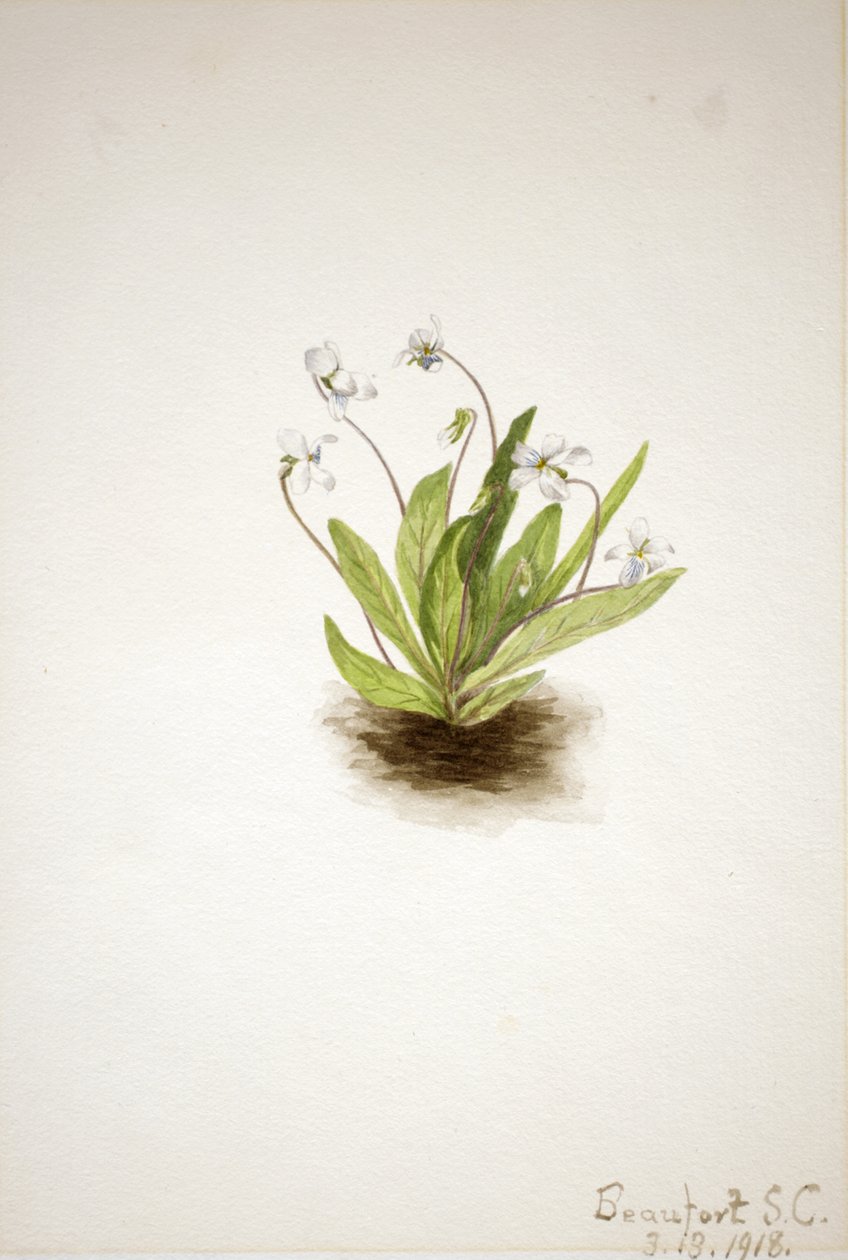 Primrose Violet Viola primulifolia, 1918. av Mary Vaux Walcott