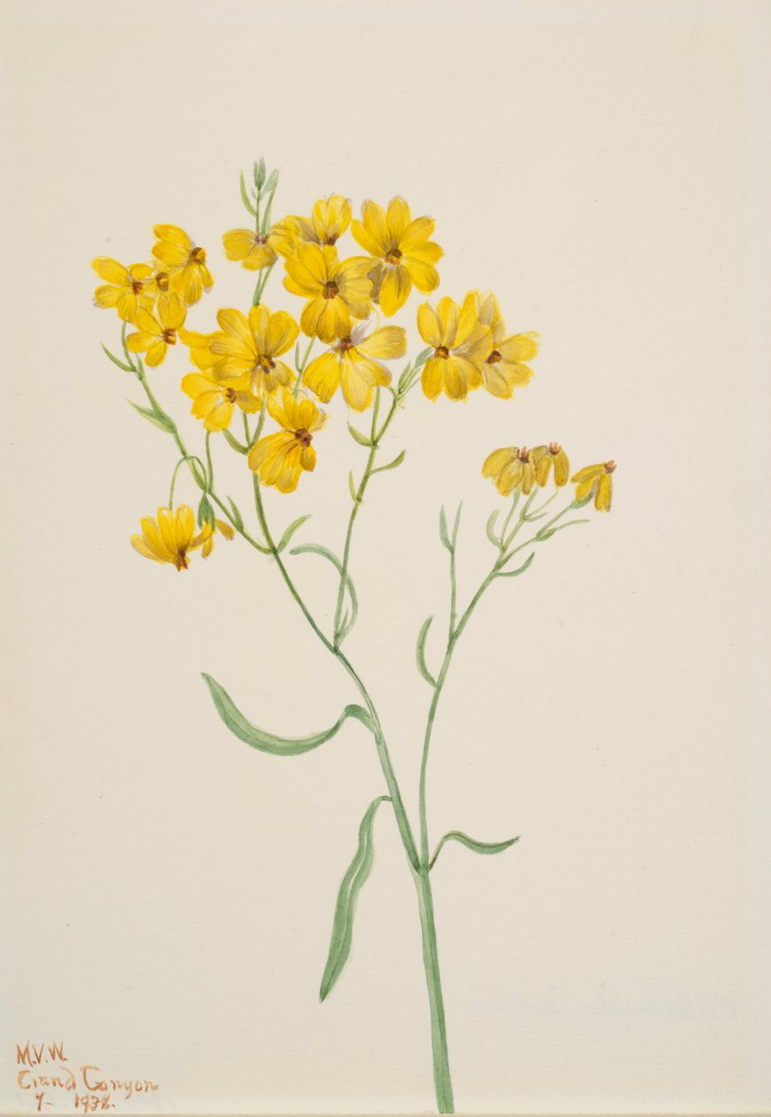Psilostrophe sparsiflora, 1938. av Mary Vaux Walcott
