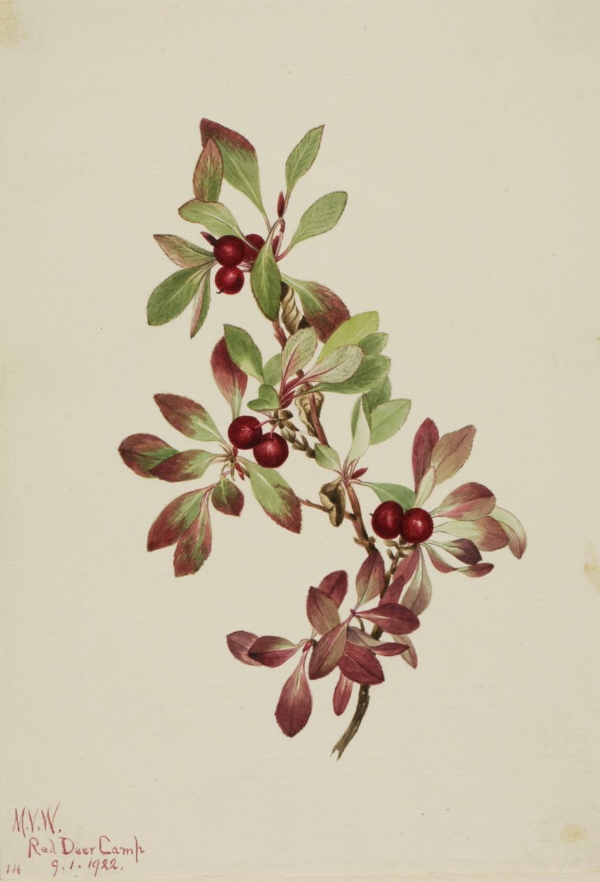Ptarmiganperry Arktus alpina, 1922. av Mary Vaux Walcott