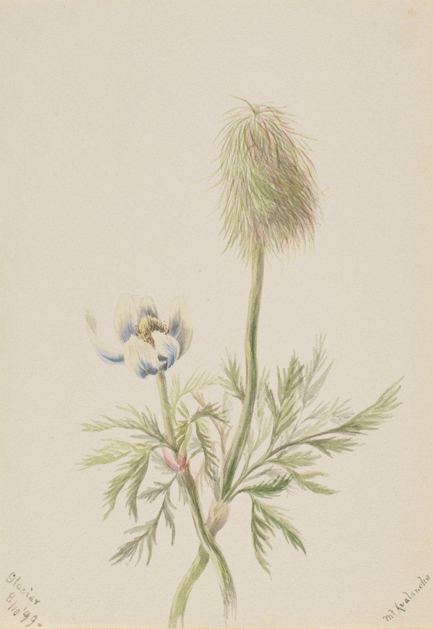 Pulsatilla occidentalis, 1899. av Mary Vaux Walcott