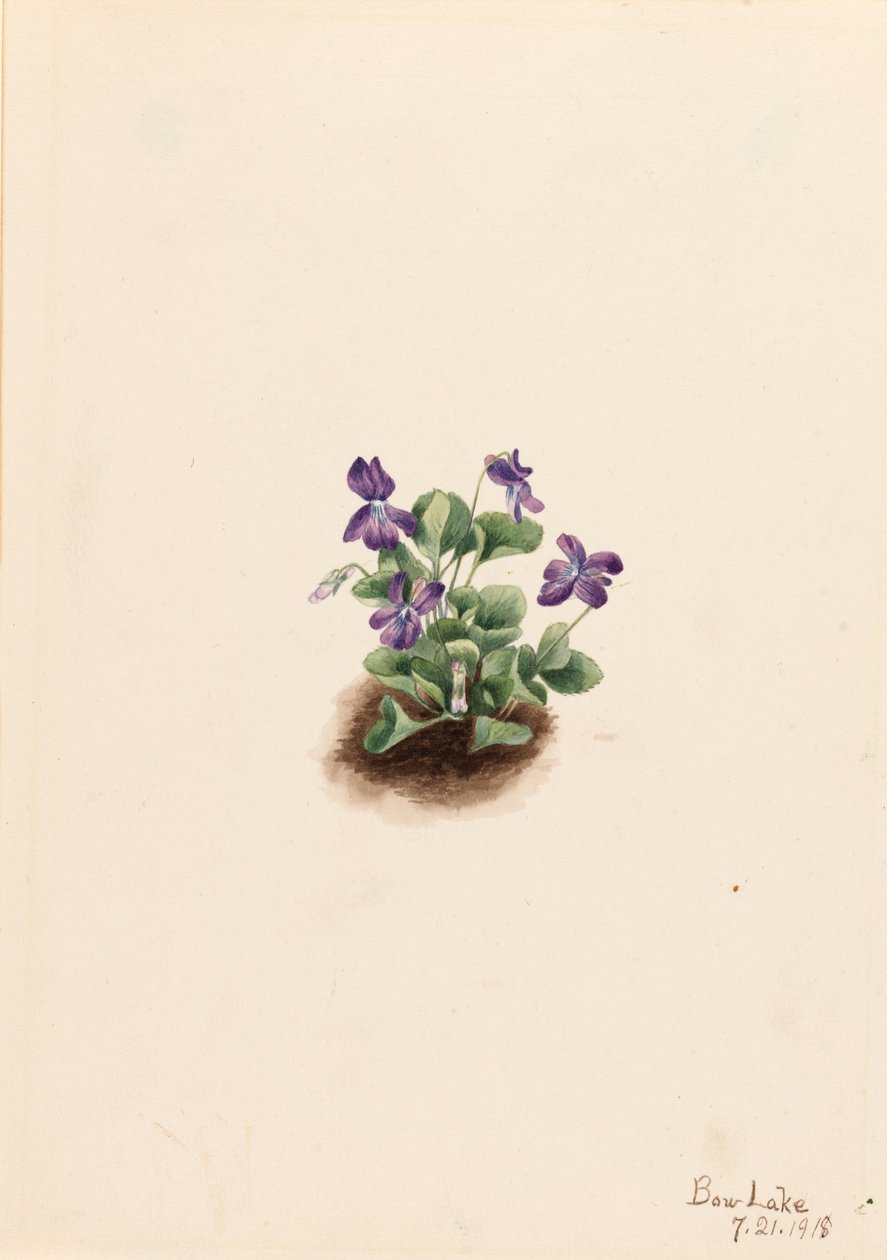 Purple Mountain Violet Viola adunca, 1918. av Mary Vaux Walcott