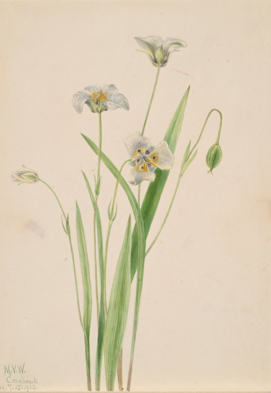 Pussy-ører Calochortus elegans, 1923. av Mary Vaux Walcott