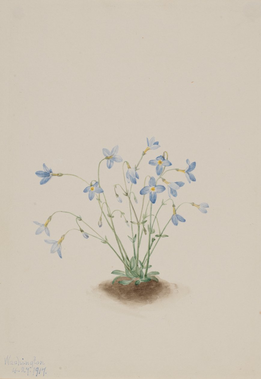 Quakerladies Houstonia caerulea, 1917. av Mary Vaux Walcott