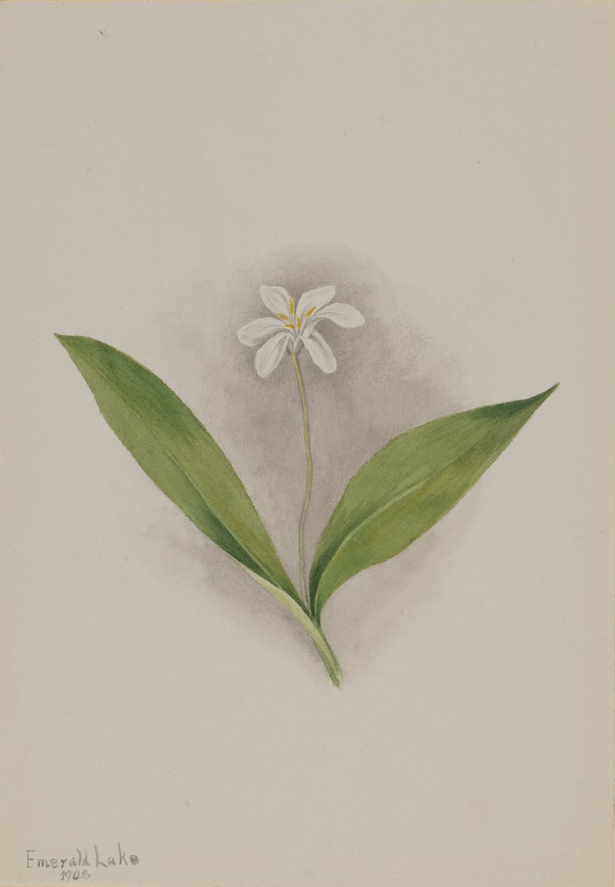 Queencup Clintonia uniflora, 1902. av Mary Vaux Walcott