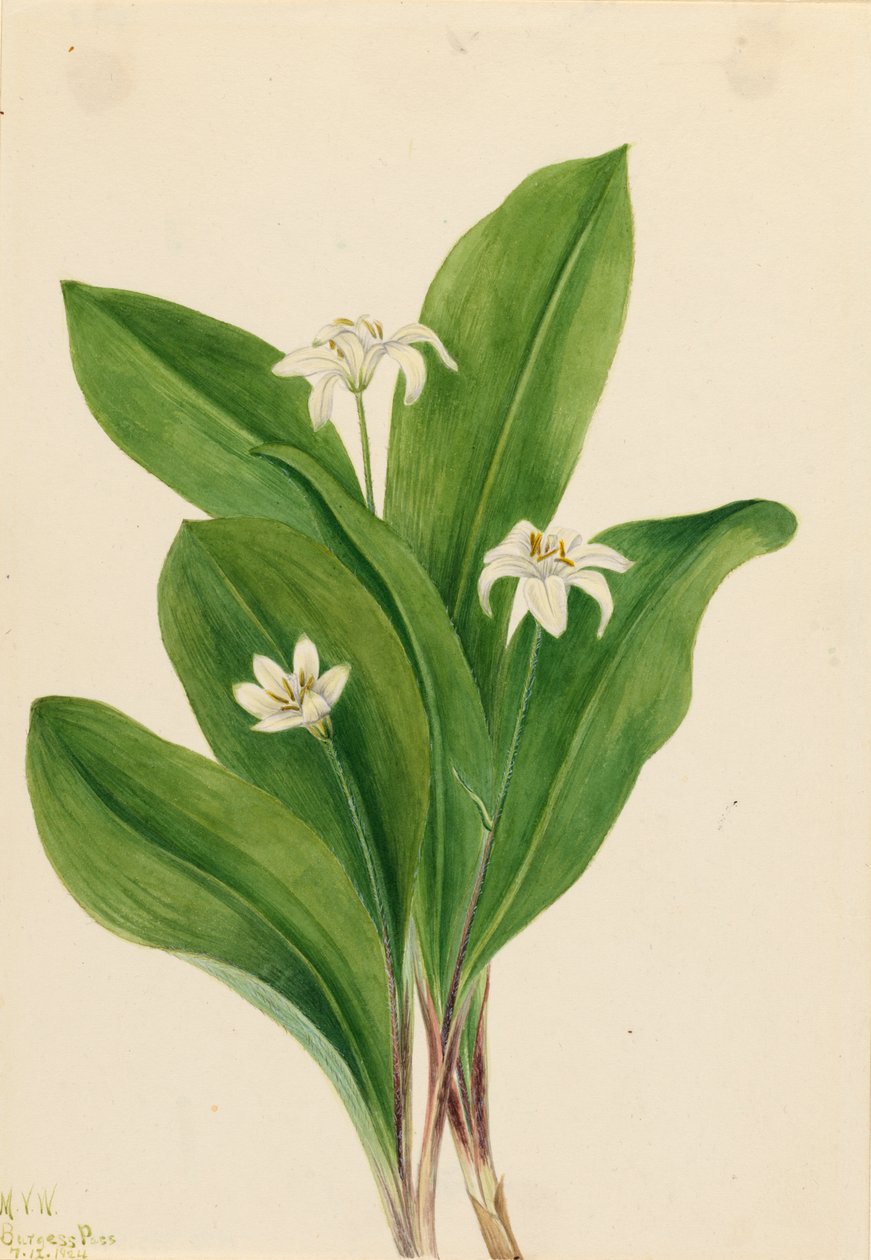Queencup Clintonia uniflora, 1924.    1139440   no       norwegian Successfully Translated  Original: Huldigung an Jacquin ("Jacquins Denkmal") Translat: Huldigung an Jacquin ("Jacquins Denkmal") 1346973 no norwegian Successfully Translated Original: Adora av Mary Vaux Walcott