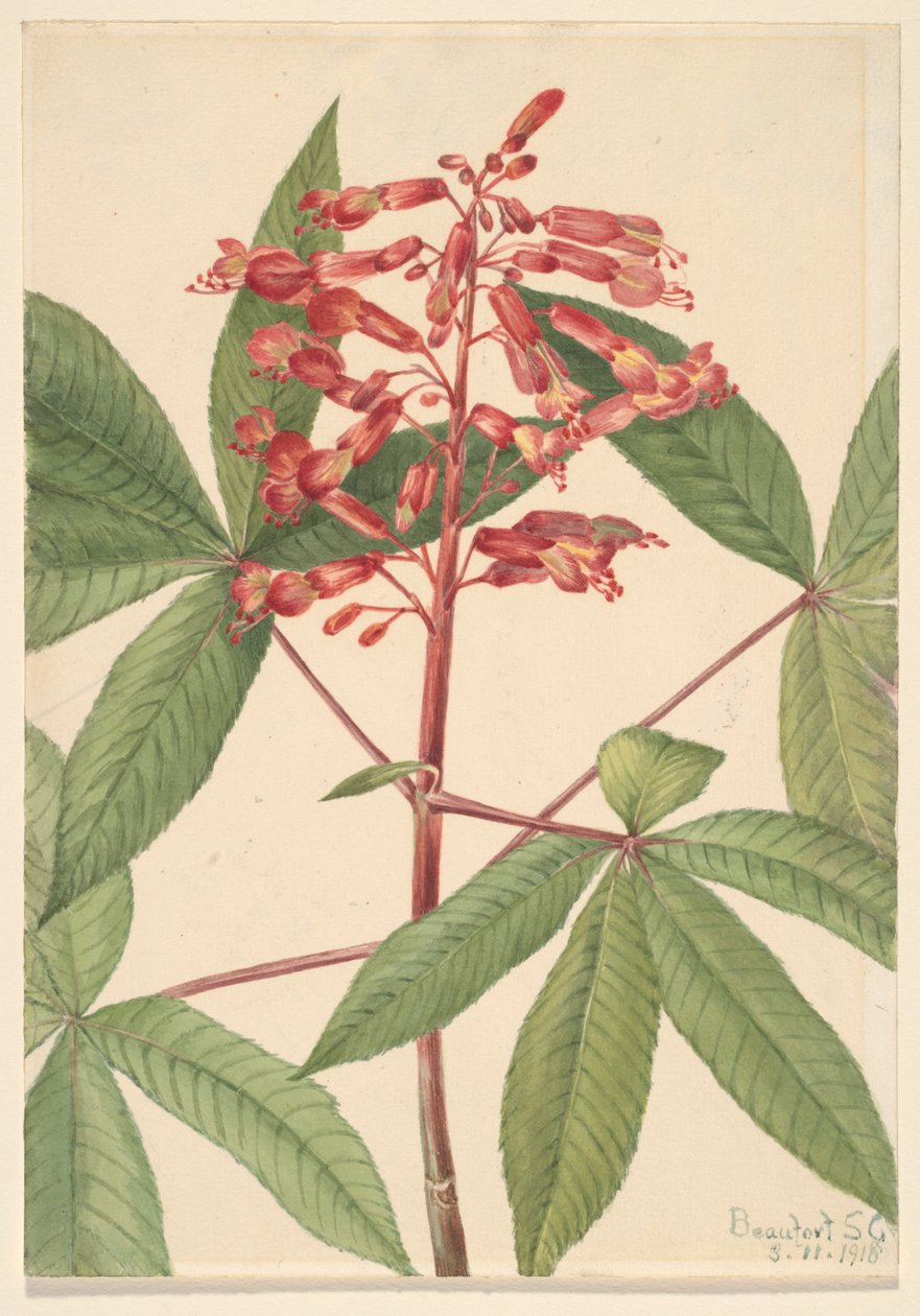 Red Buckeye Aesculus pavia, 1918. av Mary Vaux Walcott