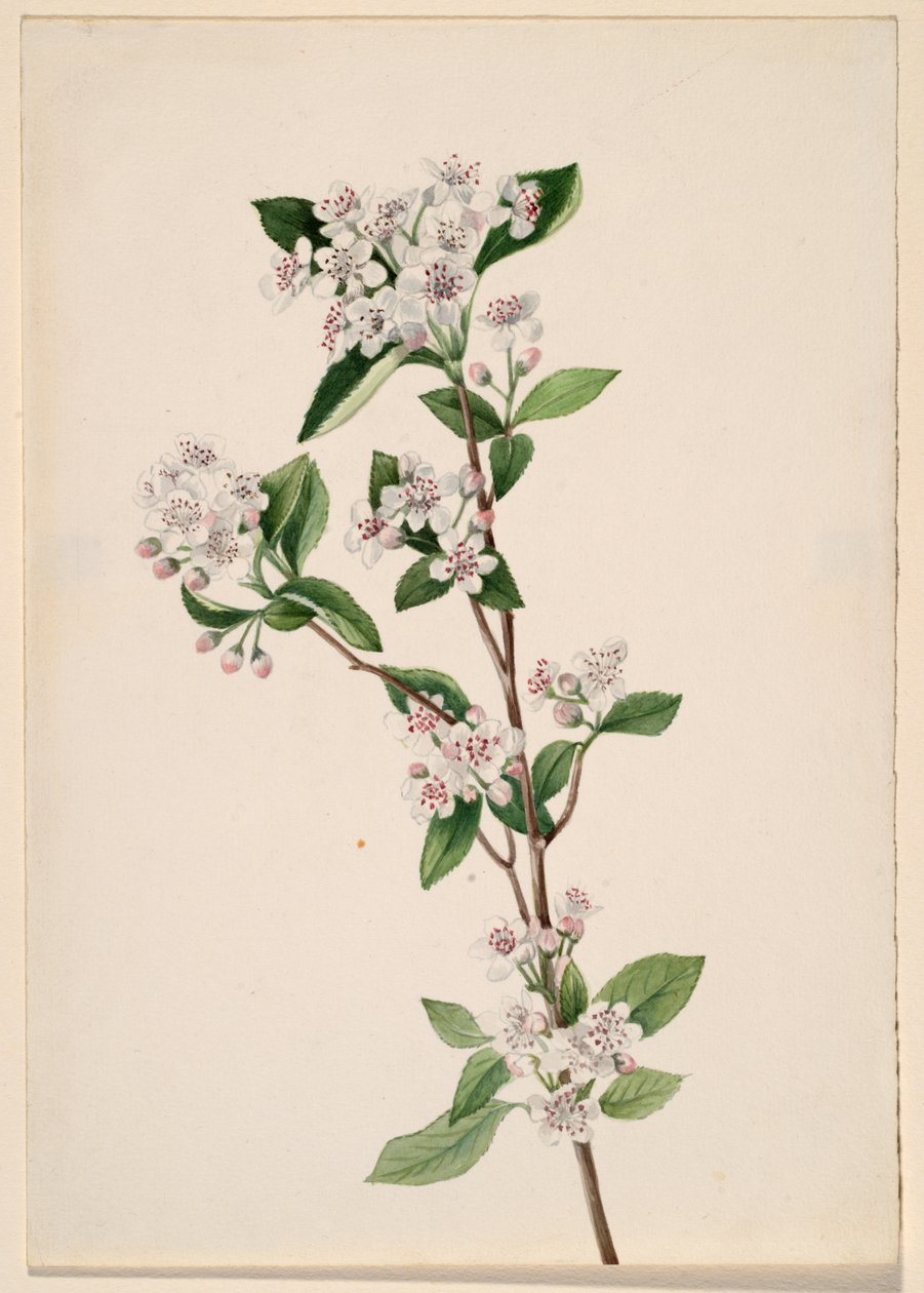 Rød Chokeberry Aronia arbutifolia, ca. 1920-tallet. av Mary Vaux Walcott