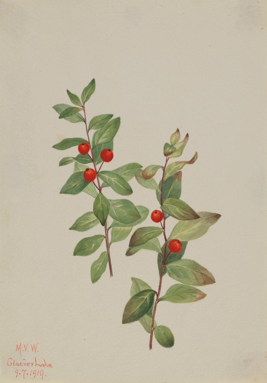 Rød Comandra Comandra livida, 1919. av Mary Vaux Walcott